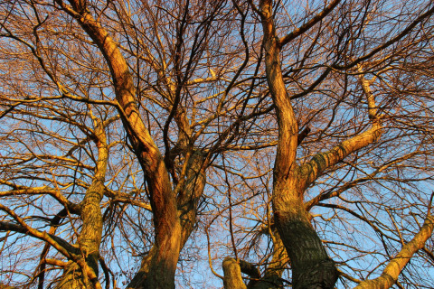 Sunlight illuminates bare tree branches against blue sky at Holiday Home 3 Aarde Green Camping Lage Zwaluwe, Netherlands.
