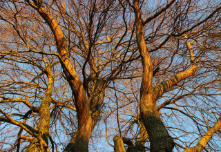 La luce del sole illumina rami d’albero spogli contro il cielo blu al Holiday Home 3 Aarde Green Camping Lage Zwaluwe, Paesi Bassi.