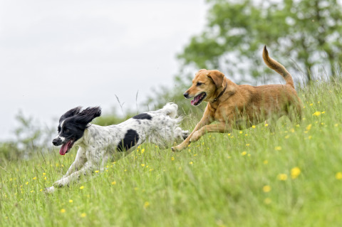 Twee honden rennen vrolijk samen door een groen veld vol gele bloemen bij Camping Braunlage in Duitsland.
