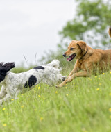 Twee honden rennen vrolijk samen door een groen veld vol gele bloemen bij Camping Braunlage in Duitsland.