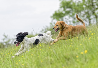 Twee honden rennen vrolijk samen door een groen veld vol gele bloemen bij Camping Braunlage in Duitsland.