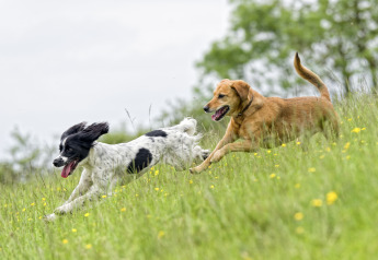 Dog walking site