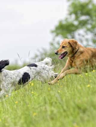 Sitio para pasear perros