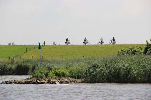 Four cyclists ride along a grassy dike path beside the water near Holiday Home 3 Aarde Green Camping in the Netherlands.