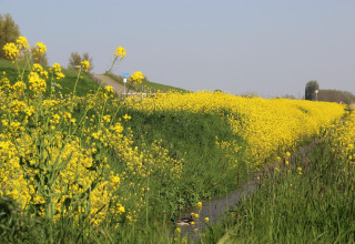 Fiori gialli in fiore lungo un canale vicino a Holiday Home 3 Aarde Green Camping Lage Zwaluwe, Paesi Bassi.