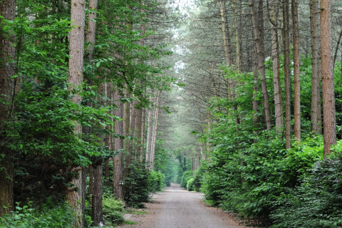 Un sendero tranquilo en el bosque rodeado de altos árboles y vegetación en un alojamiento glamping.