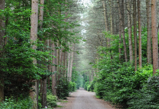 Un sendero tranquilo en el bosque rodeado de altos árboles y vegetación en un alojamiento glamping.