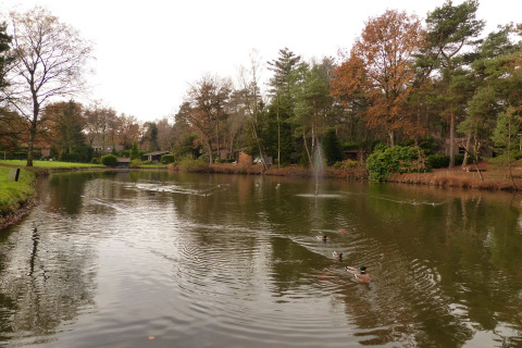Un tranquilo estanque con patos, rodeado de árboles y vegetación, en Park de Kievit 19 en Bélgica.