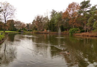 Un tranquilo estanque con patos, rodeado de árboles y vegetación, en Park de Kievit 19 en Bélgica.