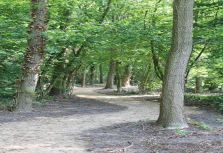 Sendero en el bosque dentro de un alojamiento glamping, rodeado de árboles verdes y naturaleza.