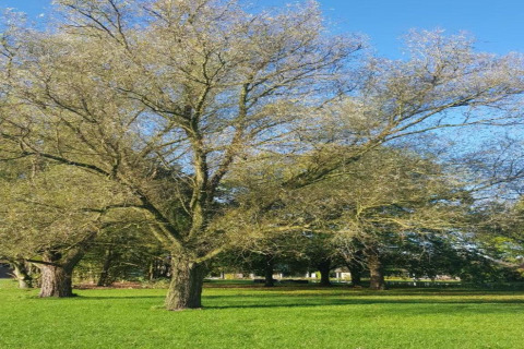 Et bredt træ med tynde grene i en grøn glampingpark under en klar blå himmel, perfekt til afslapning.
