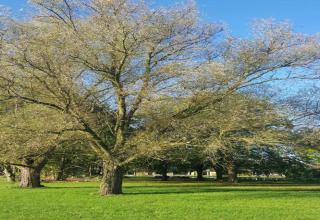 Un gran árbol con ramas finas en una zona de glamping con césped y cielo azul despejado, ideal para descansar.