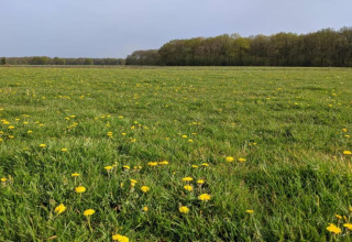 Grüne Wiese mit gelben Löwenzahnblumen vor einem Wald, fotografiert von einem Chalet an einem klaren Tag.