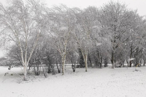 Paisaje nevado en un chalet, árboles y arbustos blancos creando una escena tranquila en pleno invierno.