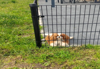En lille hund ligger bag et stakit ved Brabants Weelde 33-lodgen i Holland, og kigger gennem hegnet.