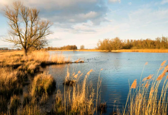 Naturskønt landskab ved et glampingsted med roligt vand, siv og træer under en blå himmel.