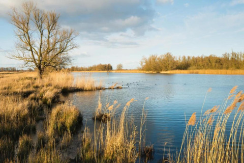 Naturskønt landskab ved et glampingsted med roligt vand, siv og træer under en blå himmel.