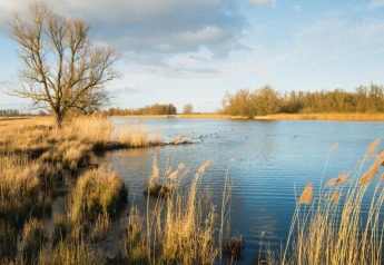 Naturskønt landskab ved et glampingsted med roligt vand, siv og træer under en blå himmel.