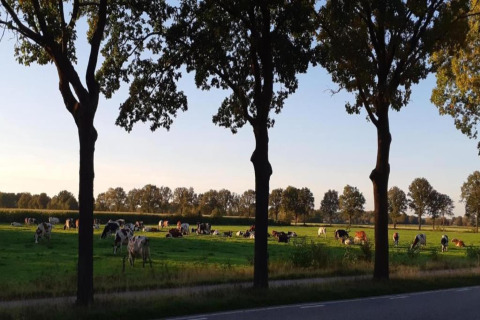 Cows grazing in a field behind trees near a country road, taken at a lodge during a peaceful sunset.