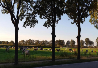 Kühe grasen auf einer Wiese hinter Bäumen an einer Landstraße, Foto bei Sonnenuntergang an einer Lodge.