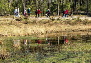 Un groupe de personnes marche en forêt près d’un étang, profitant de la nature dans un lieu de glamping.