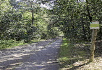 Sti gennem en skov med skilt på træ ved lodge under sollys og grønne trækroner om sommeren.