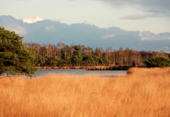 Udsigt over sø og siv med skov i baggrunden ved et glamping-sted, roligt naturlandskab i Danmark.