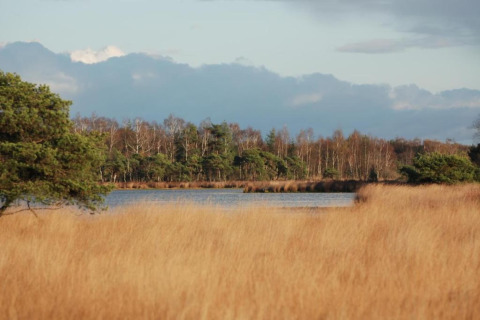 Blick auf einen See mit Schilf und Bäumen im Hintergrund bei einer Glamping-Unterkunft in der Natur.