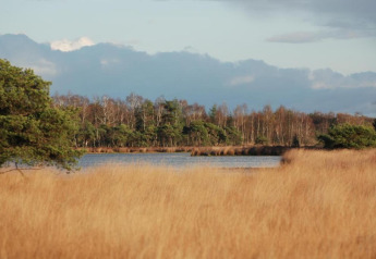 Blick auf einen See mit Schilf und Bäumen im Hintergrund bei einer Glamping-Unterkunft in der Natur.