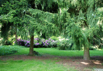 Jardín tranquilo con árboles de pino y flores moradas, ideal para una estancia relajante de glamping.