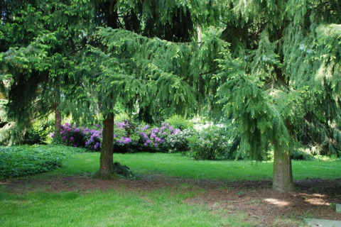 Un jardin paisible avec des conifères verts et des fleurs violettes, parfait pour un séjour en glamping.