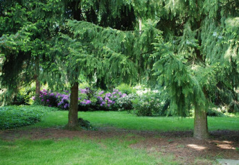 Ruhiger Garten mit grünen Nadelbäumen und violetten Blüten, perfekt für einen Glamping-Aufenthalt.