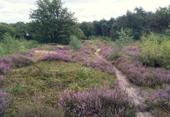 A scenic path winds through blooming purple heather and trees near a glamping accommodation in nature.