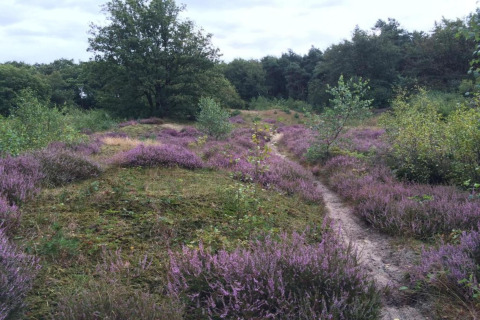 A scenic path winds through blooming purple heather and trees near a glamping accommodation in nature.