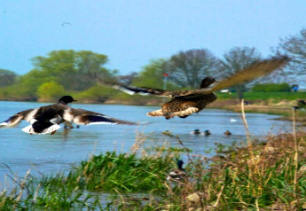 Deux canards survolent une rivière près d’un hébergement glamping, entourés de verdure et d’arbres.