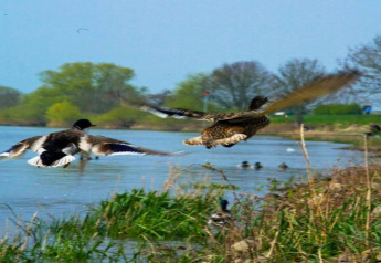 Two ducks flying above a river near a glamping accommodation, with greenery and trees in the background.