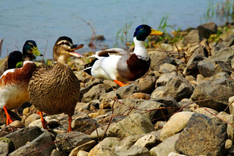 Ducks walk among rocks on a lakeshore at a glamping site, with the water and nature in the background.