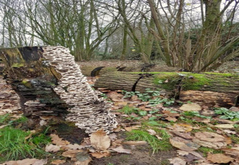 A tree stump covered in fungi in a woodland with fallen leaves and moss, taken at a glamping site.
