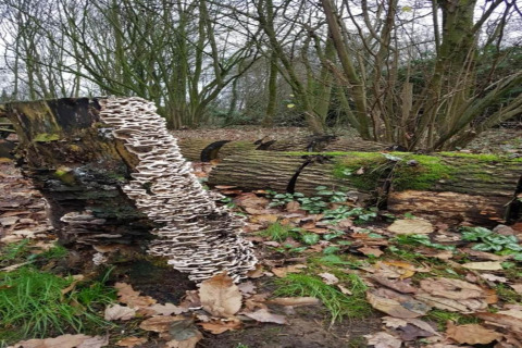 Un tocón cubierto de hongos en un bosque con hojas caídas y musgo, foto en un alojamiento de glamping.