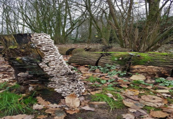 Ein Baumstumpf mit Pilzen im Wald, umgeben von herabgefallenen Blättern und Moos bei einer Glamping-Unterkunft.