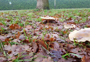 Autumn morning at a glamping site with mushrooms, fallen leaves, and moss on grass by a tree and hedge.