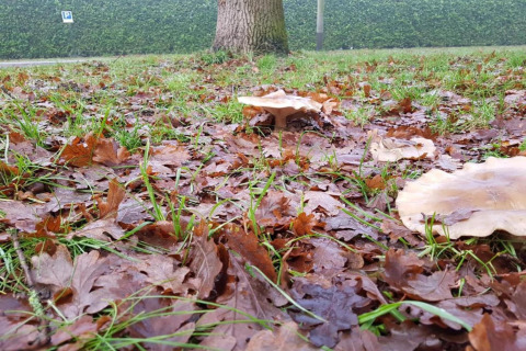 Mattina autunnale in un glamping con funghi, foglie cadute e muschio su erba vicino ad albero e siepe.