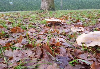 Autumn morning at a glamping site with mushrooms, fallen leaves, and moss on grass by a tree and hedge.
