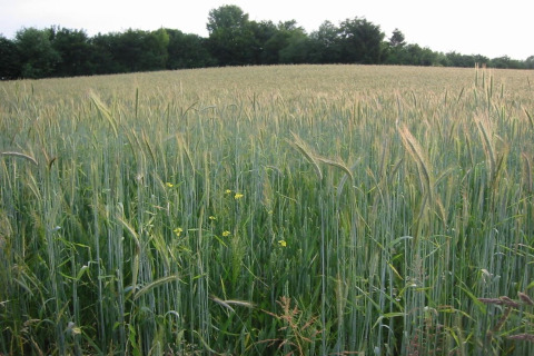 Foto di un campo verde rigoglioso con grano e alberi sullo sfondo, scattata presso un lodge in una giornata luminosa.