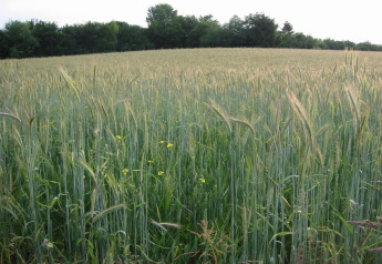 A photo of a lush green field with grain and trees in the background, taken at a lodge on a bright day.