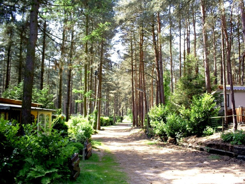 Campeggio nella foresta - Camping Siësta - Voda-Tent - Wechelderzande, Anversa, Belgio