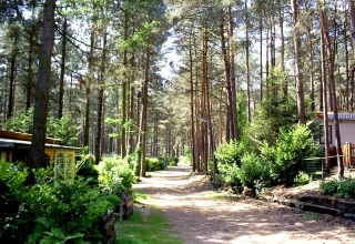Campeggio nella foresta - Camping Siësta - Voda-Tent - Wechelderzande, Anversa, Belgio