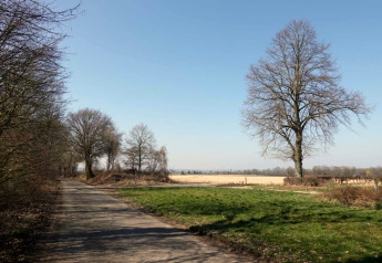 Landschap bij lodge Biebosch Sunshower in Nederland met bomen, open veld en blauwe lucht.