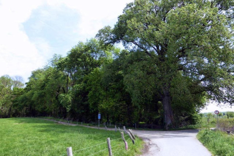 Sentiero accanto a prato verde e grandi alberi vicino al lodge Biebosch, Sunshower, nei Paesi Bassi.