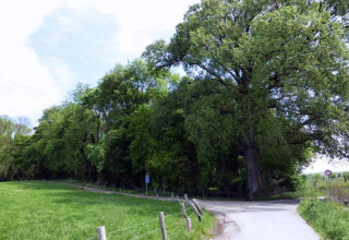 Sentiero accanto a prato verde e grandi alberi vicino al lodge Biebosch, Sunshower, nei Paesi Bassi.